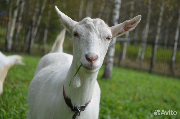 Продаются козы