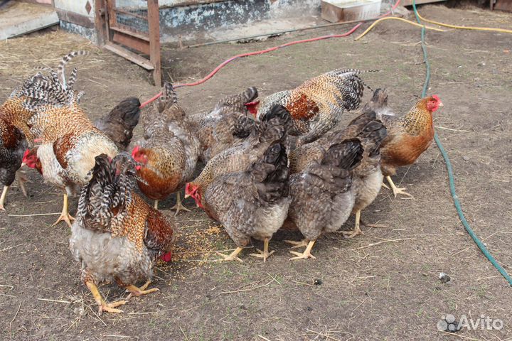 Инкубационное яйцо