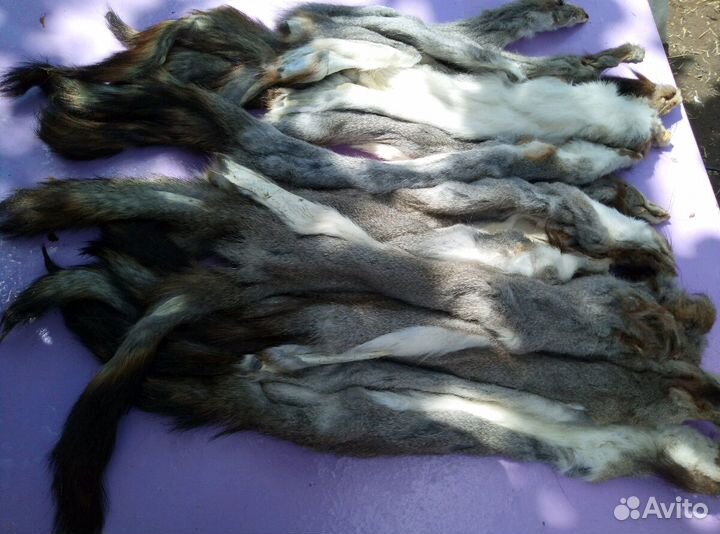 Шкурка белки