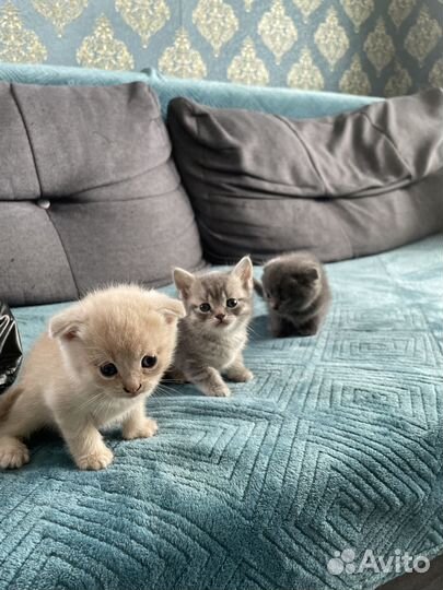 Британские котятки (бронь)