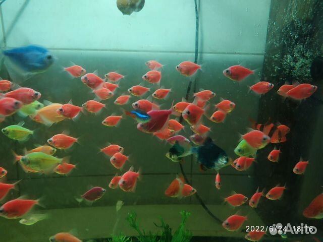 Аквариумные рыбки