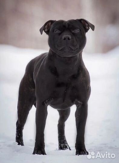 Выгул собак