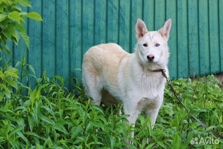 Щенок, 7 месяцев