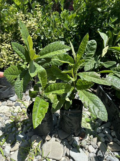 Мушмула японская