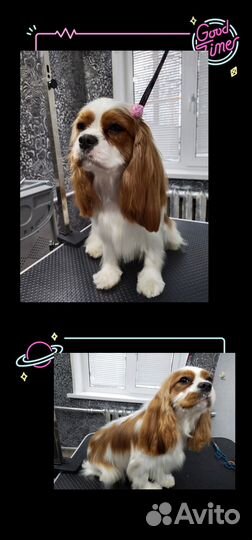 Грумер Сормово Груминг Стрижка собак