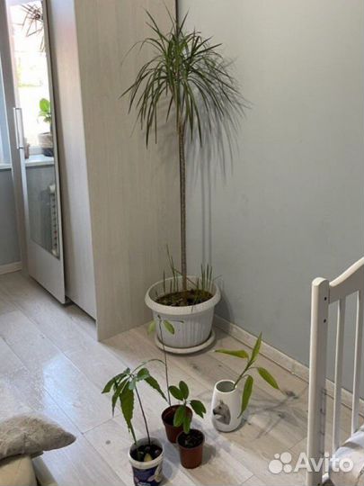 Пальма финики авокадо растения для дома