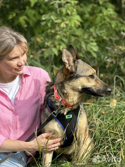 Самая лучшая собака из приюта ищет дом