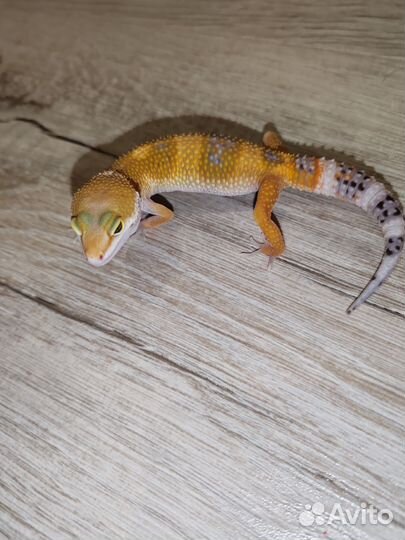 Геккон эублефар