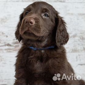 Прямошерстный ретривер собака: фото, характер, описание породы