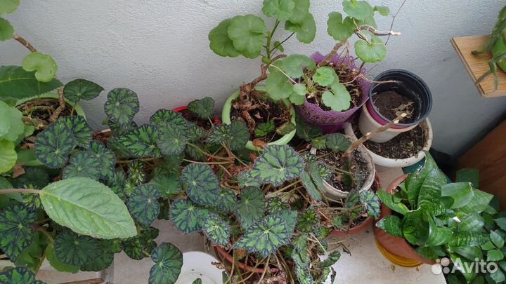 Комнатные растения