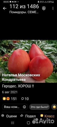 Рассада помидор