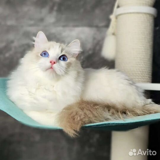 Alice, рэгдолл в разведение