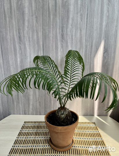 Цикас поникающий (Cycas revoluta)
