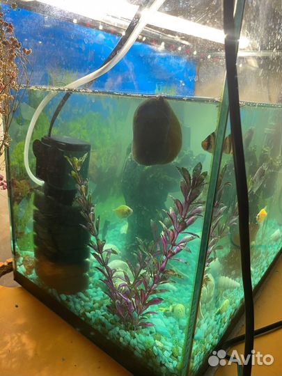 Аквариум с рыбками
