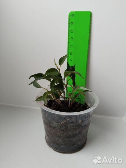 Фикус Пандора