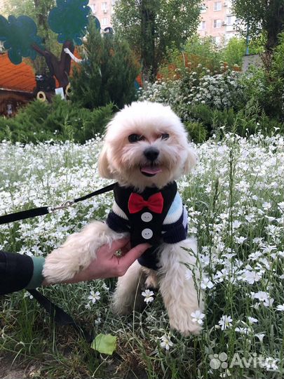 Бишон фризе вязка