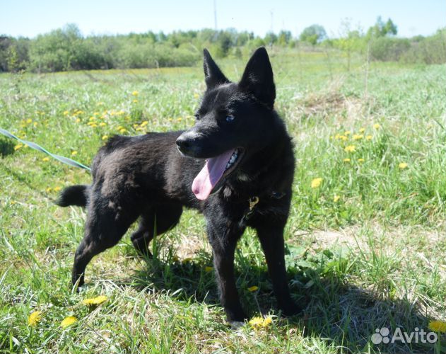 Собака в добрые руки