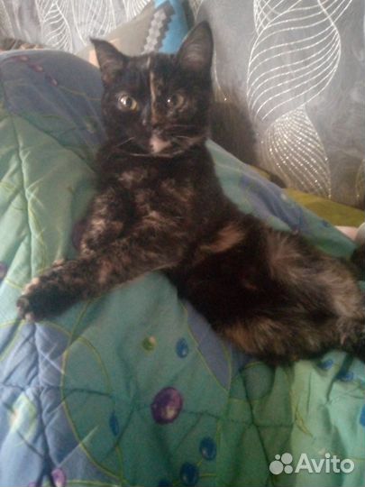 Девочка в добрые руки