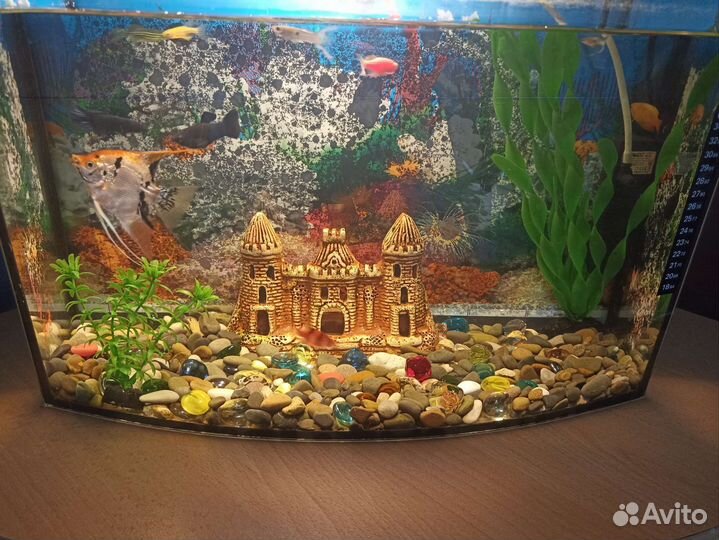 Аквариум с рыбками