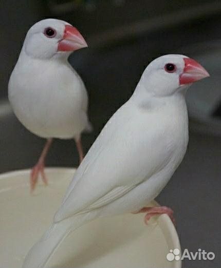 Амадины Рисовые белые, пара