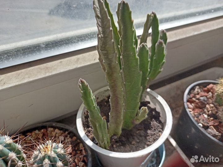 Детки и отростки кактусов отправлю в ваш город