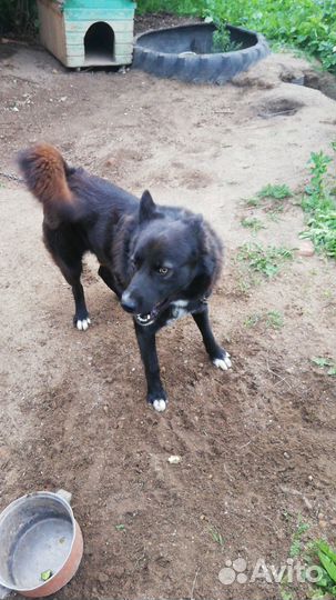 Отдам кобеля в добрые руки