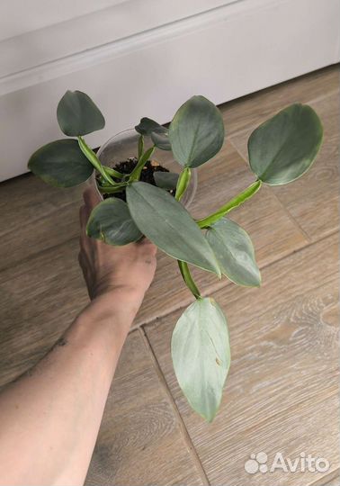 Комнатные растения 2