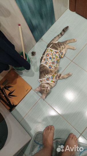 Кошки в добрые руки бесплатно