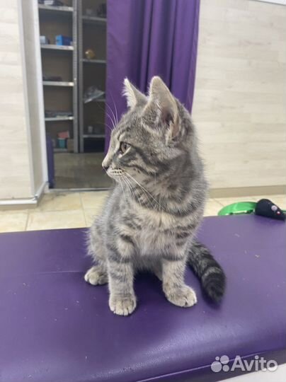 Котёнок ищет дом