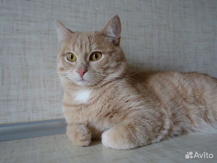 Лучик ищет дом