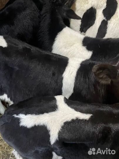 Телята бычки