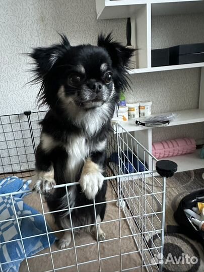 Чихуахуа девочка