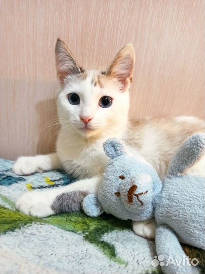 Котенок в добрые руки