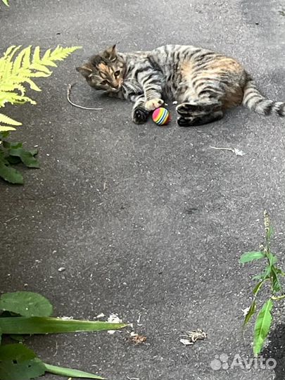 Кошечка 1 год