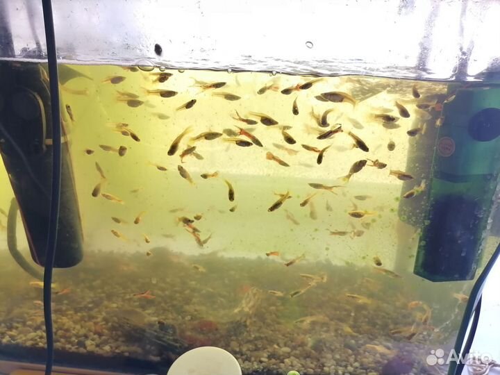 Рыбки гуппи