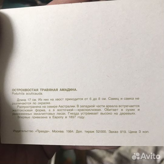 Набор открыток Комнатные птицы, СССР, 1984