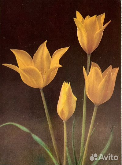 Коллекционные открытки « Тюльпаны»