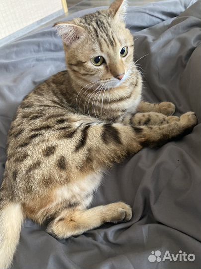Бенгальская кошка