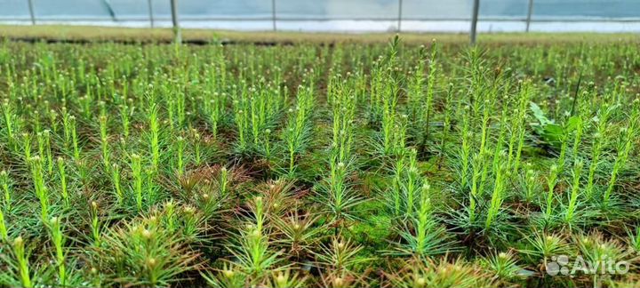 Сеянцы сосны обыкновенной окс