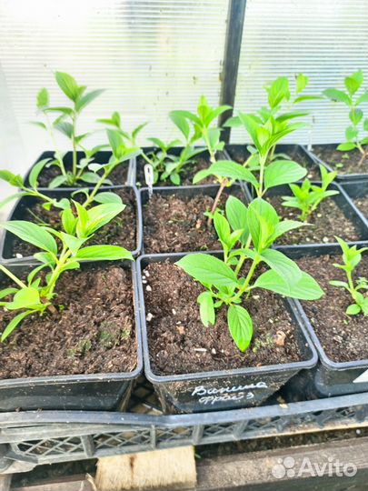 Гортензия метельчатая