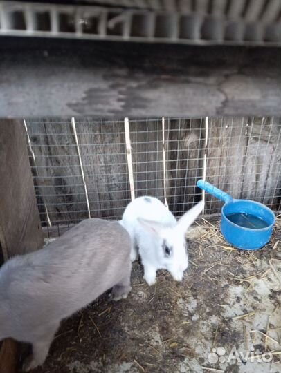 Декоративные карликовые кролики