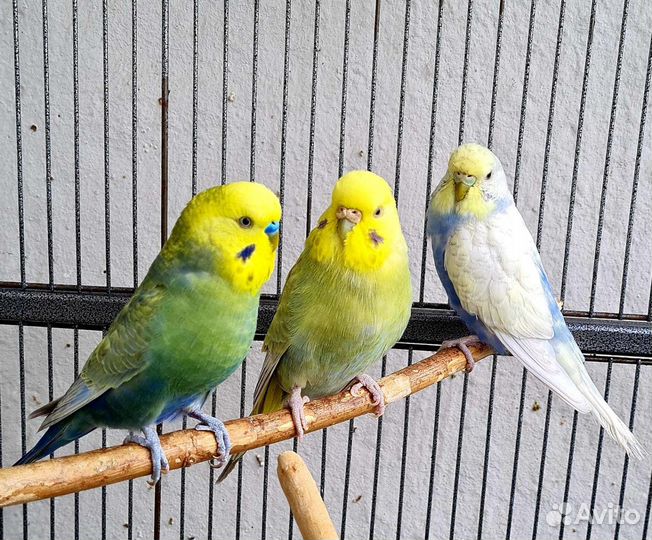 Волнистый попугай малыши