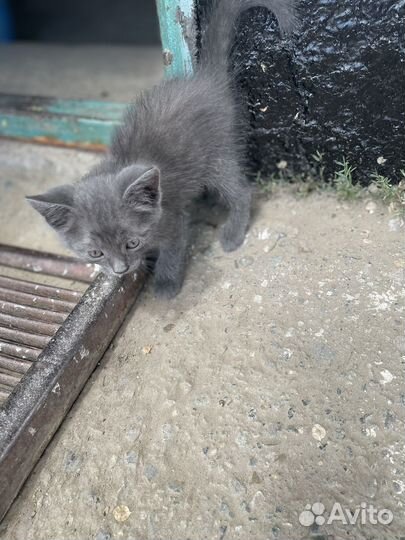Отдам в добрые руки