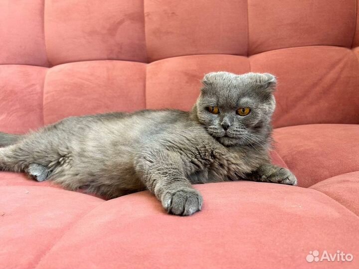 Шотландская вислоухая кошка