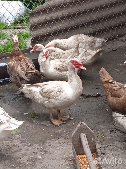 Индоутка мускусная утка