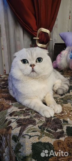 Шотландская вислоухая