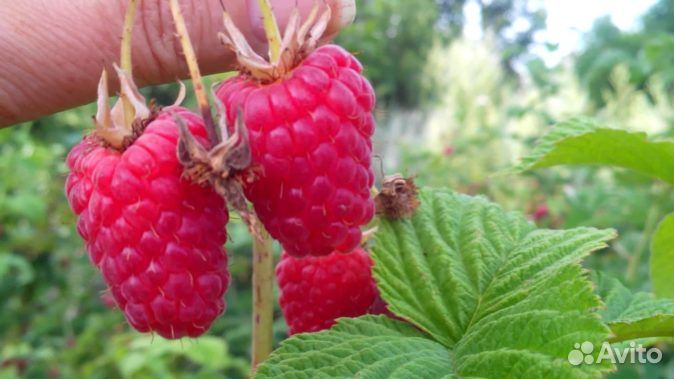 Малина лучшая Лячка, Соколица