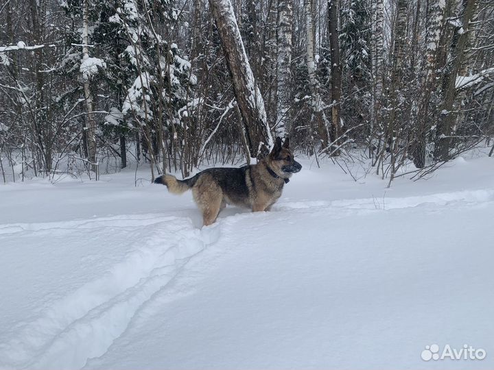 Австралийская овчарка в добрые руки