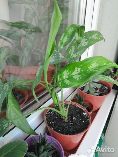 Аглаонема, комнатные растения