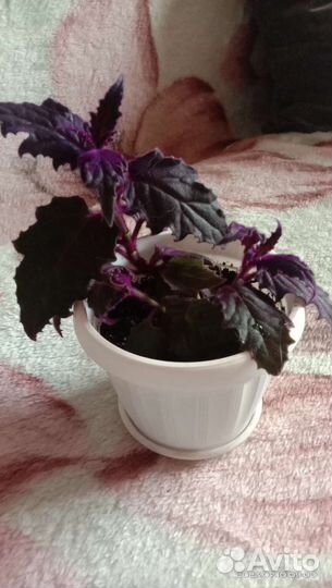 Цветок гинура